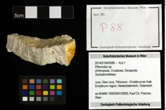 Foto (Objekt + Etiketten) von Pithonoton sp. 